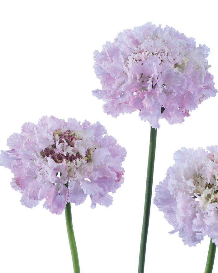 Scabiosa BON BON SCOOP™ SWEETNESS