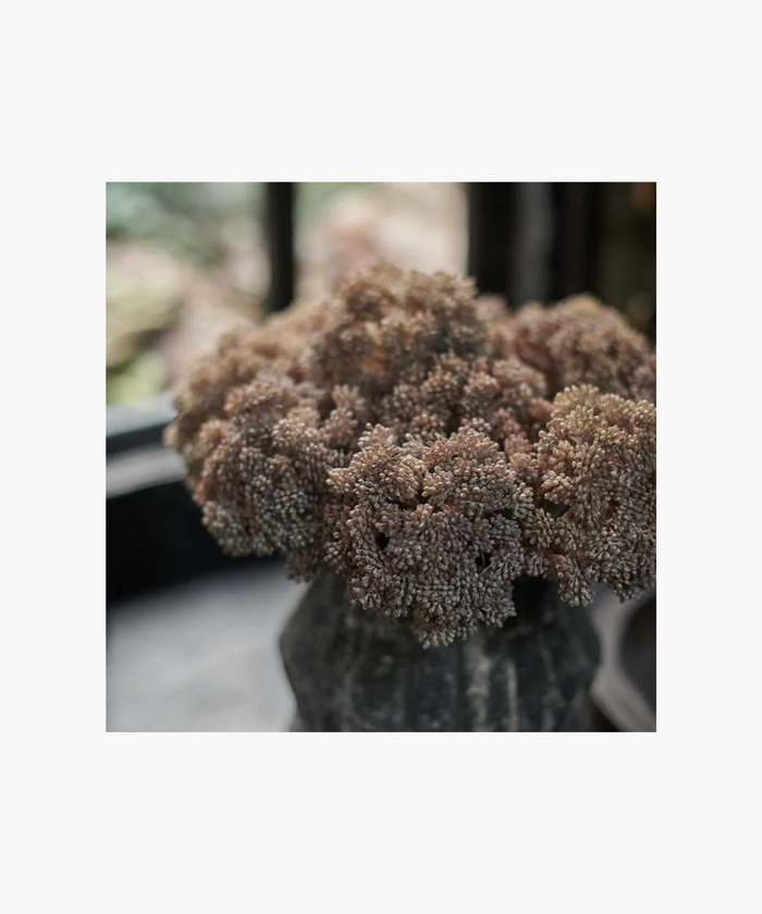 Close-up of sedum flower stem with cloud-like branches on a white background. | SW Home