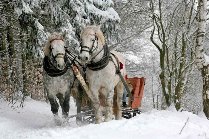 Sleigh Ride - Christmas and Holiday Premium Candle Fragrance