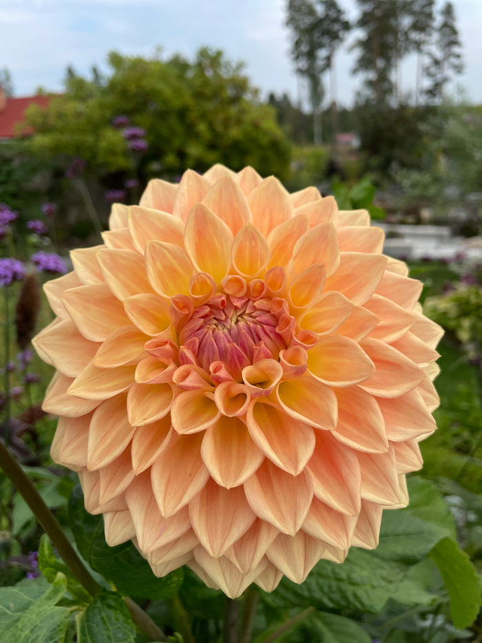 Blomquist Alan