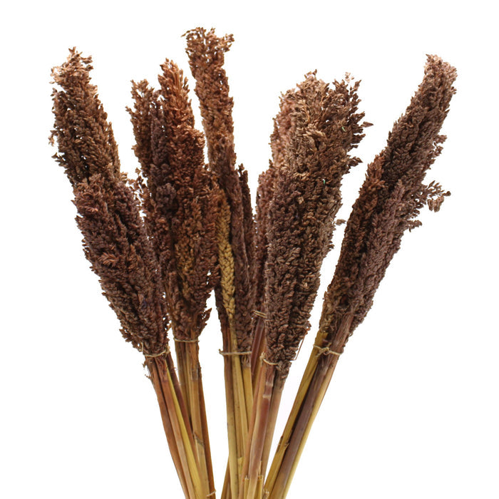 Cantal Grass 6 Bunch Chocolate Brown