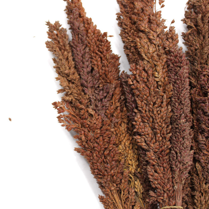 Cantal Grass 6 Bunch Chocolate Brown