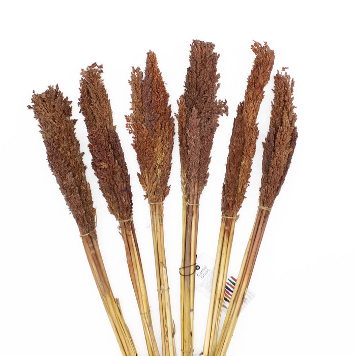 Cantal Grass 6 Bunch Chocolate Brown