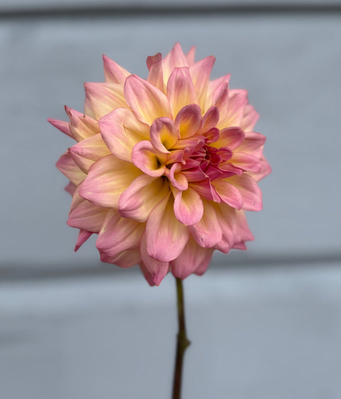 Dahlia ’AC Twisp’