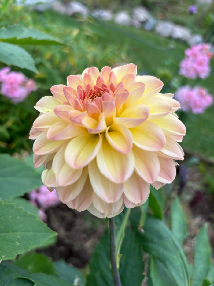 Florelie Toffee