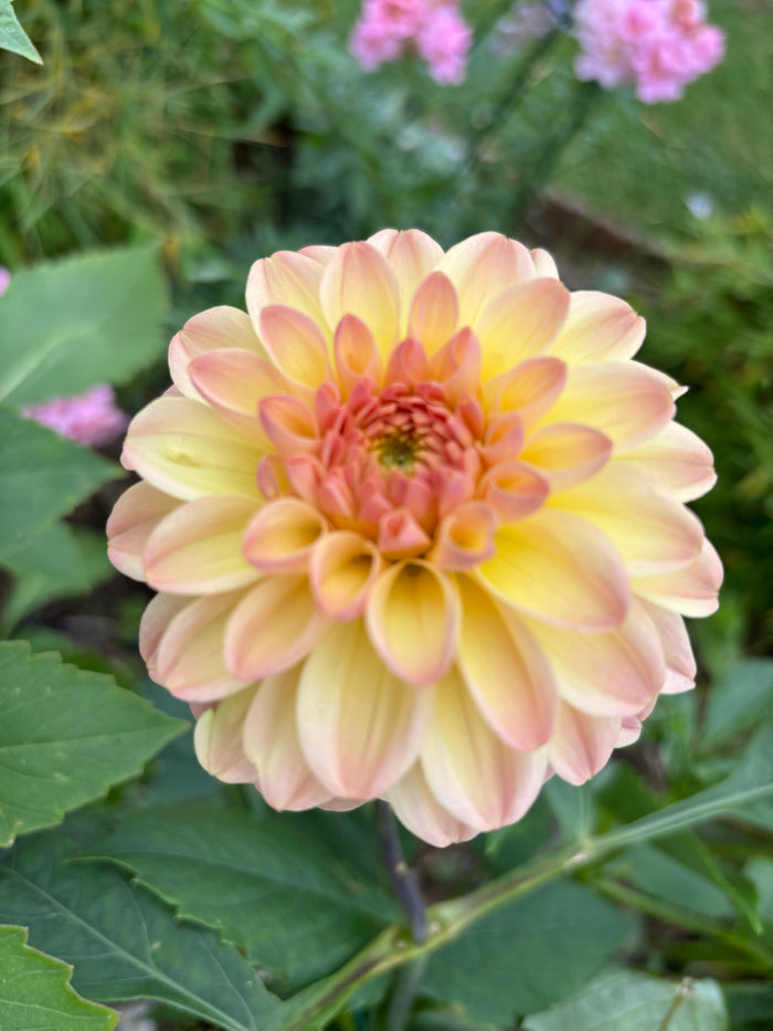 Florelie Toffee