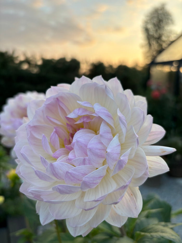 Hollyhill Lilibet