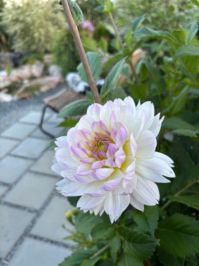 Hollyhill Lilibet