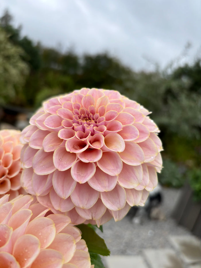 KA'S® Cinder Rose