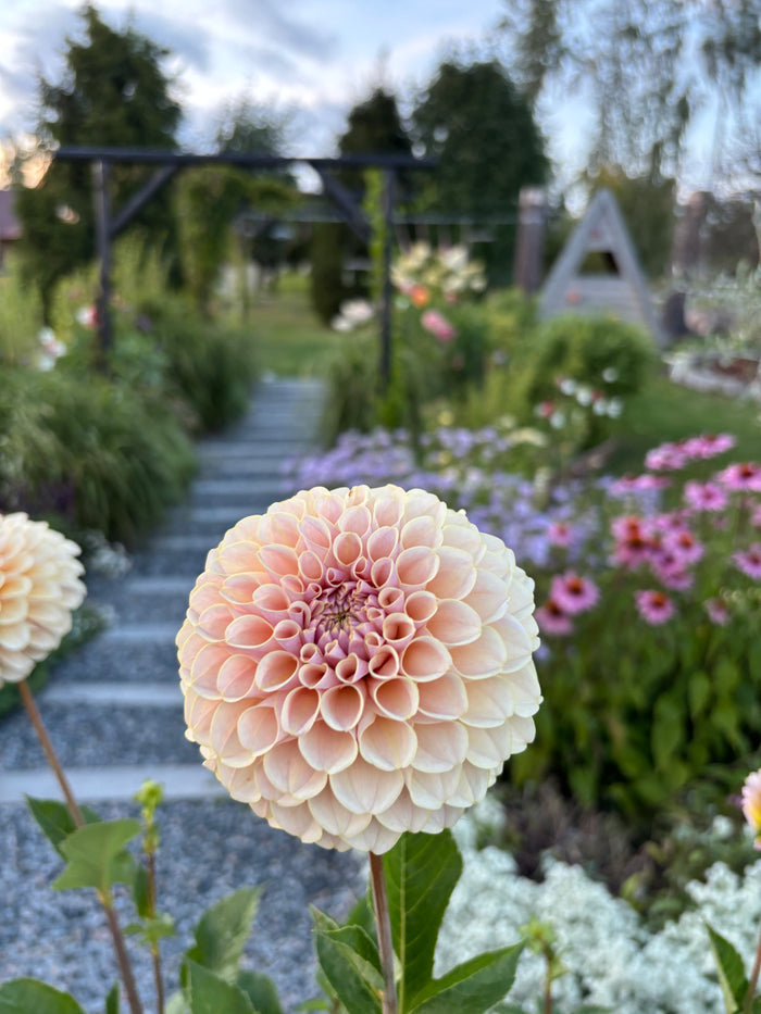 KA'S® Cinder Rose