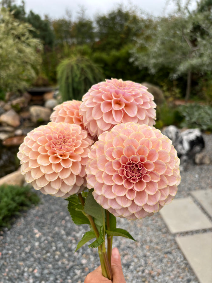 KA'S® Cinder Rose