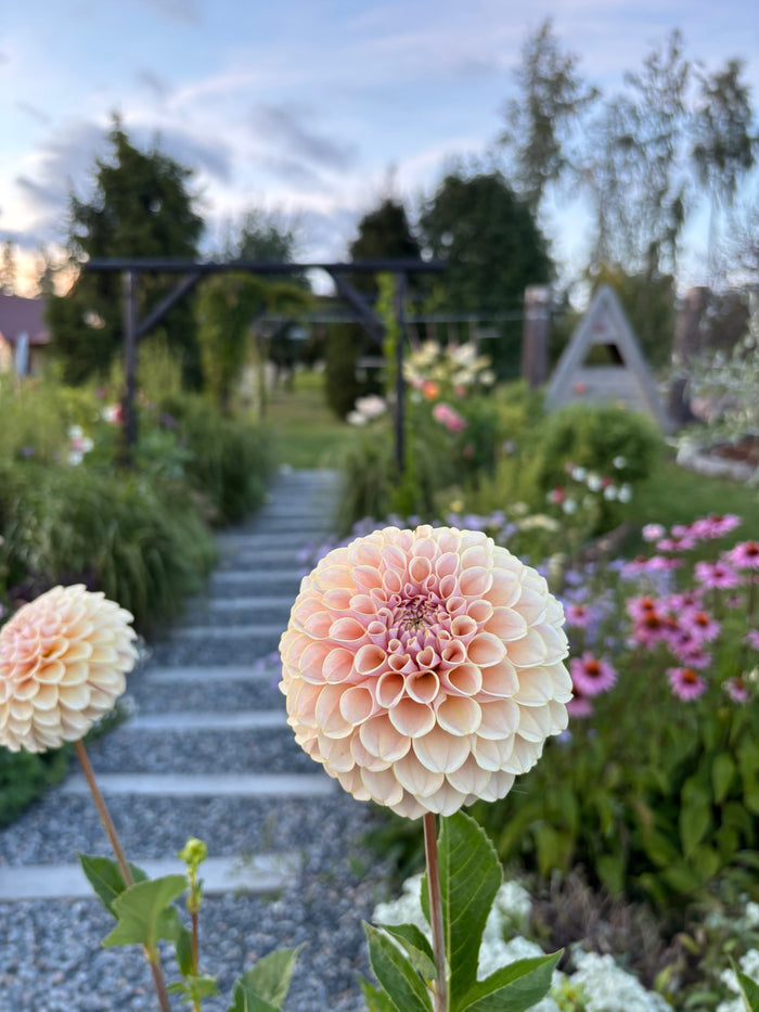KA'S® Cinder Rose