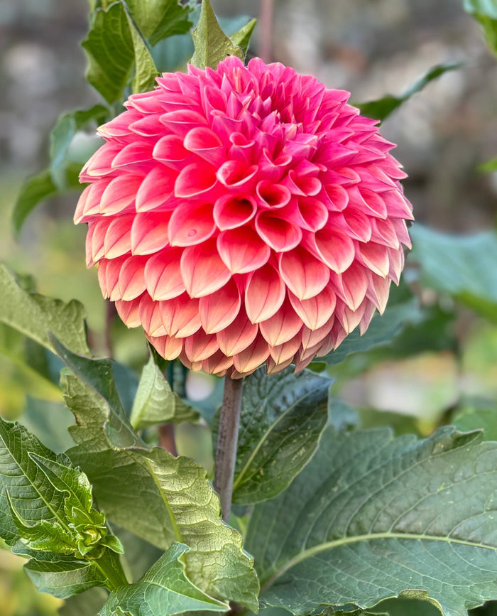 KA'S® Desert Rose