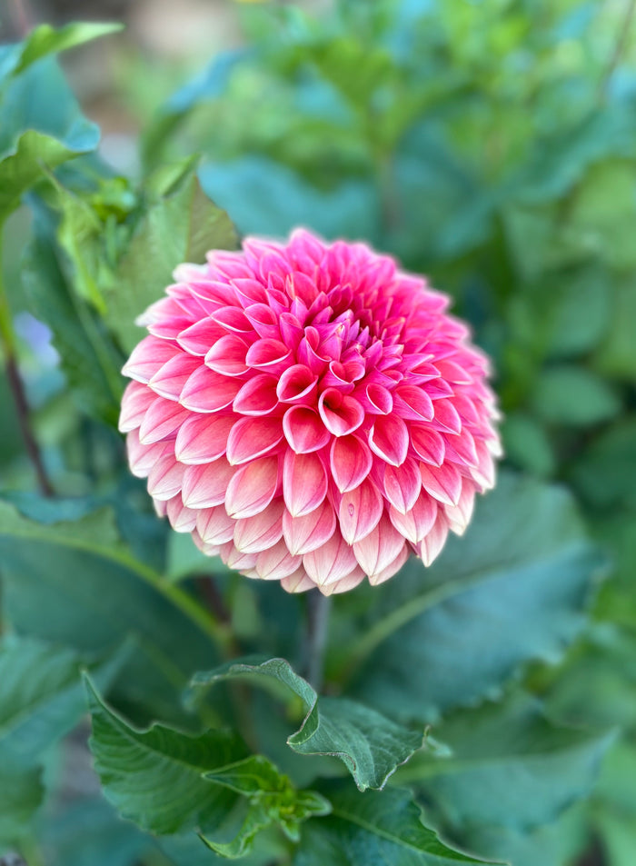 KA'S® Desert Rose