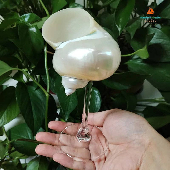 Kiyo Home | Clear Seashell Glasses 4- Piece Set