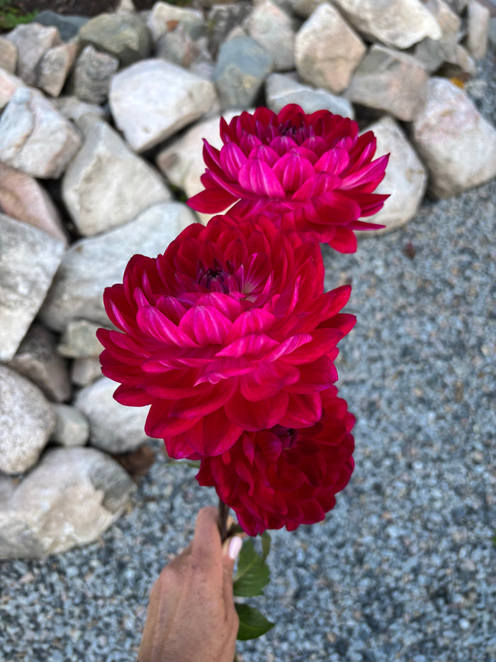 Sandia Bertha