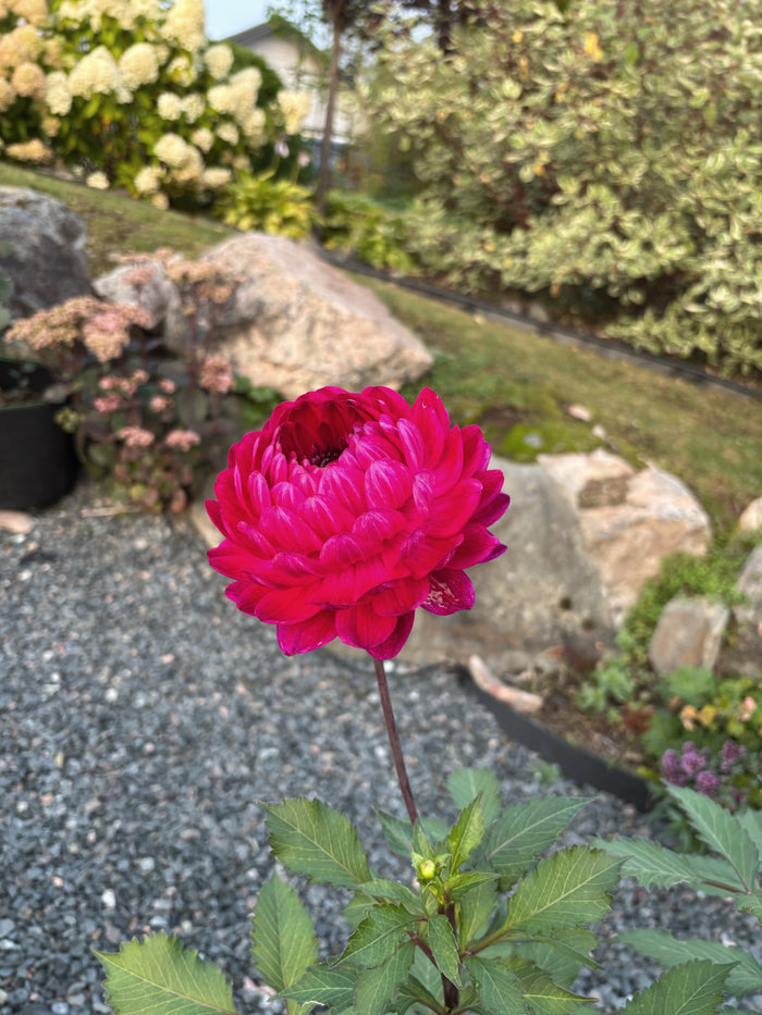 Sandia Bertha