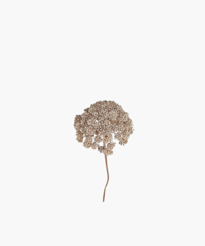A single dried sedum flower stem with cloud-like branches on a white background. | SW Home
