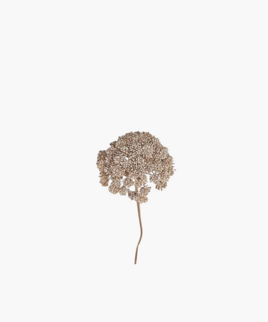 A single dried sedum flower stem with cloud-like branches on a white background. | SW Home