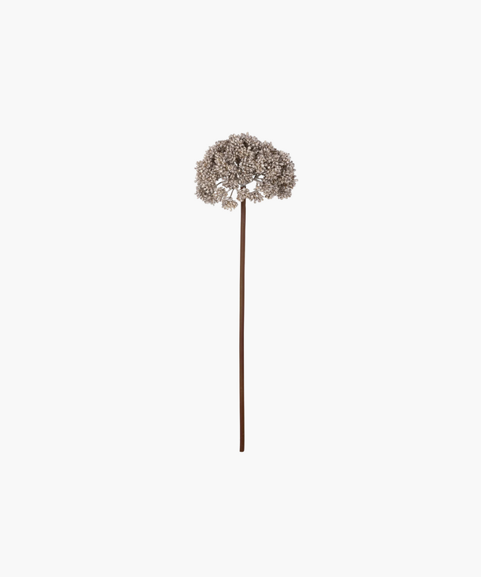 A single dried sedum flower stem with cloud-like branches on a white background. | SW Home